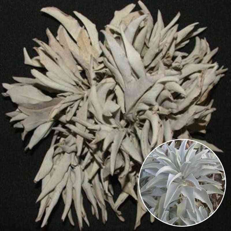 200pc White Sage Salvia