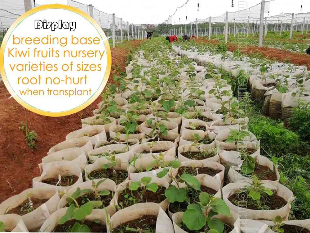 Plante non tissée biodégradable de pépinière cultivent des sacs, pots de semis de tissu respectueux de l'environnement