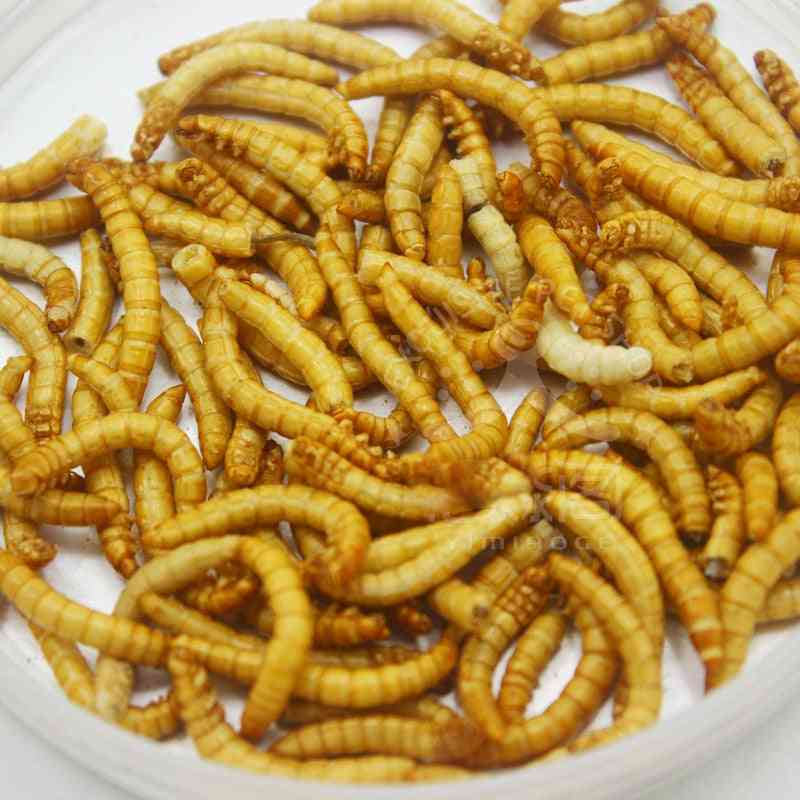 Comida de hormiga de gusano de harina liofilizado proteína nutritiva accesorios de granja de hormigas taller de hormiguero mascota hámster pescado pájaro bocadillo