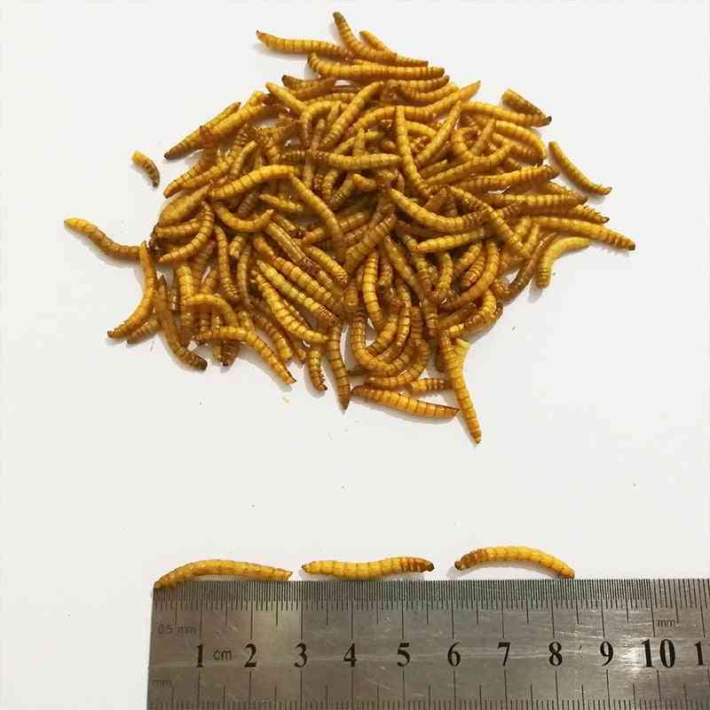 Lyofilizovaný moučný červ mravenec jídlo výživný protein mraveniště dílna domácí křeček, ryby, pták svačina
