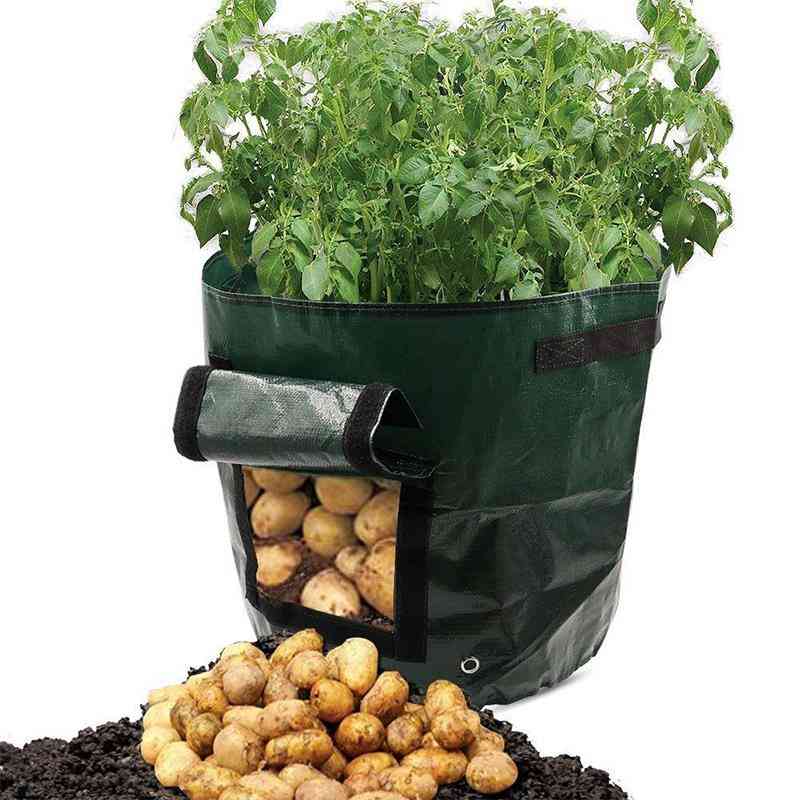 Potatisodling som planterar trädgårdsgrytor - växter som växer växtväska för gård, hem och trädgård