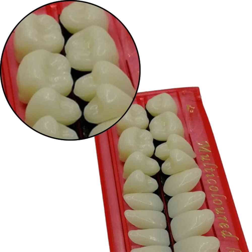 10 zestawów pro dentystycznego modelu do nauki zębów z tworzywa sztucznego - dedykowany materiał stomatologiczny na zęby, przydatne narzędzie do pielęgnacji zębów - 10 par