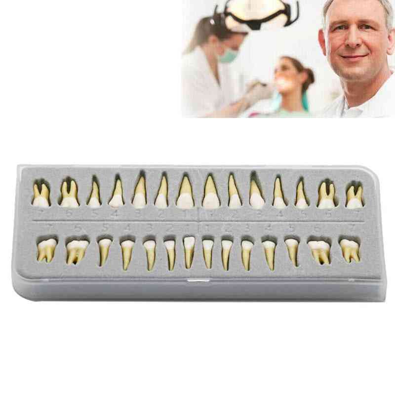 28 Pcs/set-dental Study 1:1 Permanent Demonstration