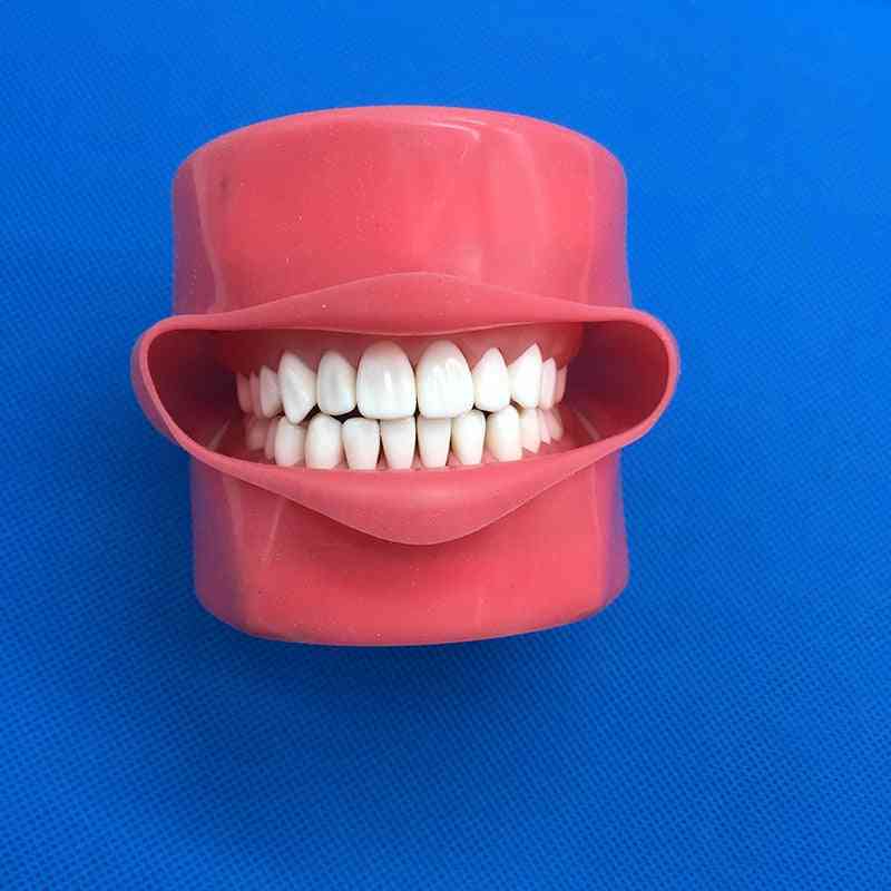 Student Learning Model Dental Phantom Head Teeth Model, Silicone Mask With 28 Pieces Screw Fixed Teeth