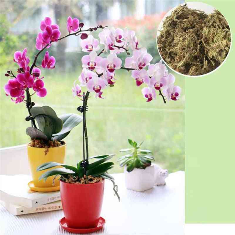 Consumabile pentru grădină îngrășământ organic nutritiv pentru mușchi sfagnos pentru orhidee phalaenopsis musgo
