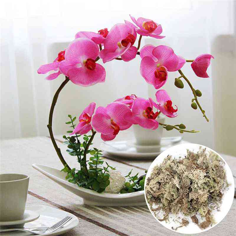 Garten liefert Sphagnum Moos Ernährung organischen Dünger für Orchideen Phalaenopsis Musgo -