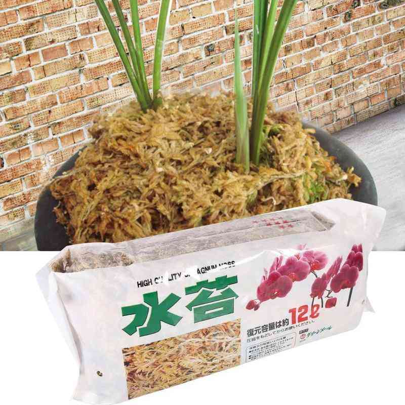 Organisk gjødsel sphagnummose for orkide musgo sphagnum phalaenopsis blomsterhage - Kina
