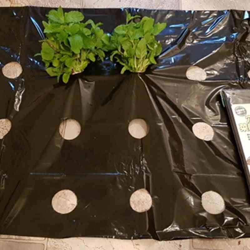 5 hål svart plast för jordbruksväxter odlar film - växthus - 5 meter / svart film
