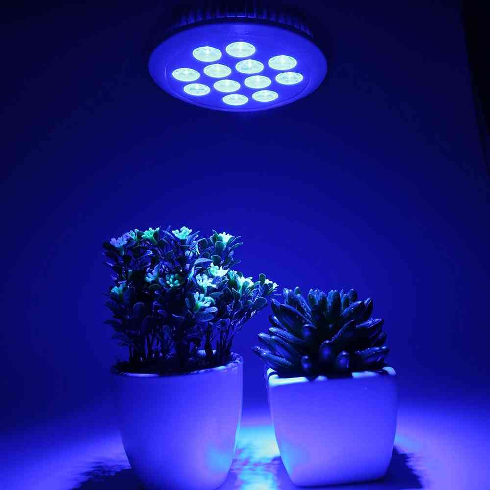 Led e27 36w bleu complet - ampoule de culture pour plantes -