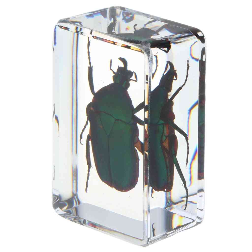 Material didáctico educativo escolar de espécimen de insecto real - escarabajo verde -