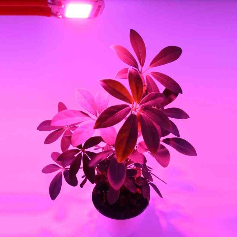 Puce d'épi de LED pour la croissance des semis et des fleurs de plantes d'intérieur, spectre de lumière complet, 220v, 110v, 20w, 30w, 50w - blanc chaud / 110v / 10w