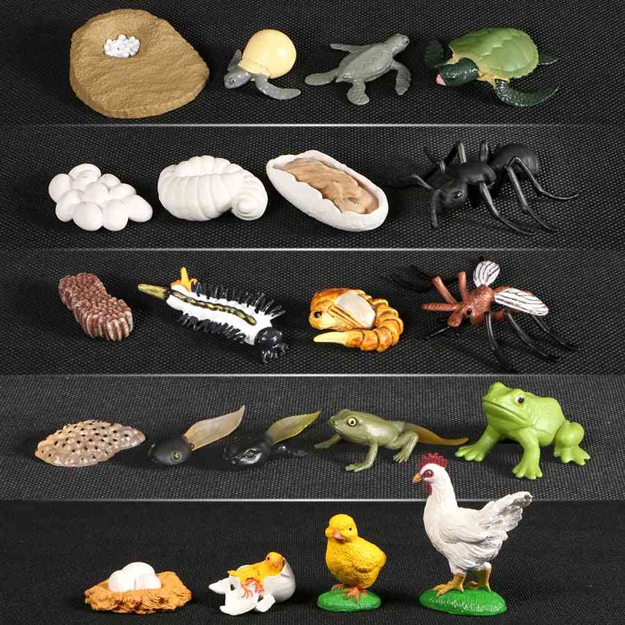 Animals Growth Cycle Life Model - Simulation Action Figures For Teaching