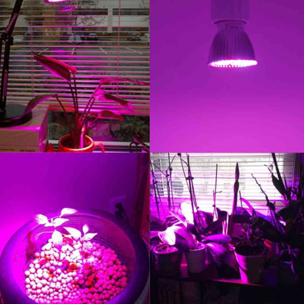 220v Full Spectrum, Plant Growth Lamps For Indoor