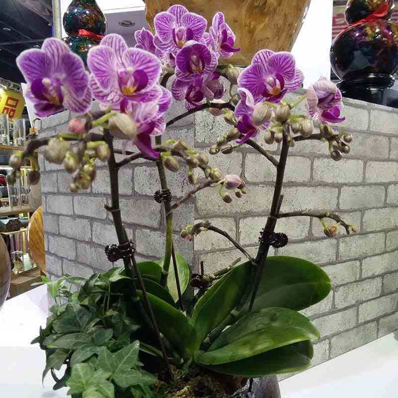 Clip da giardino in plastica, speciale per clip di vite per piante da innesto, strumento di giardinaggio per bundle di supporto per stelo di orchidea