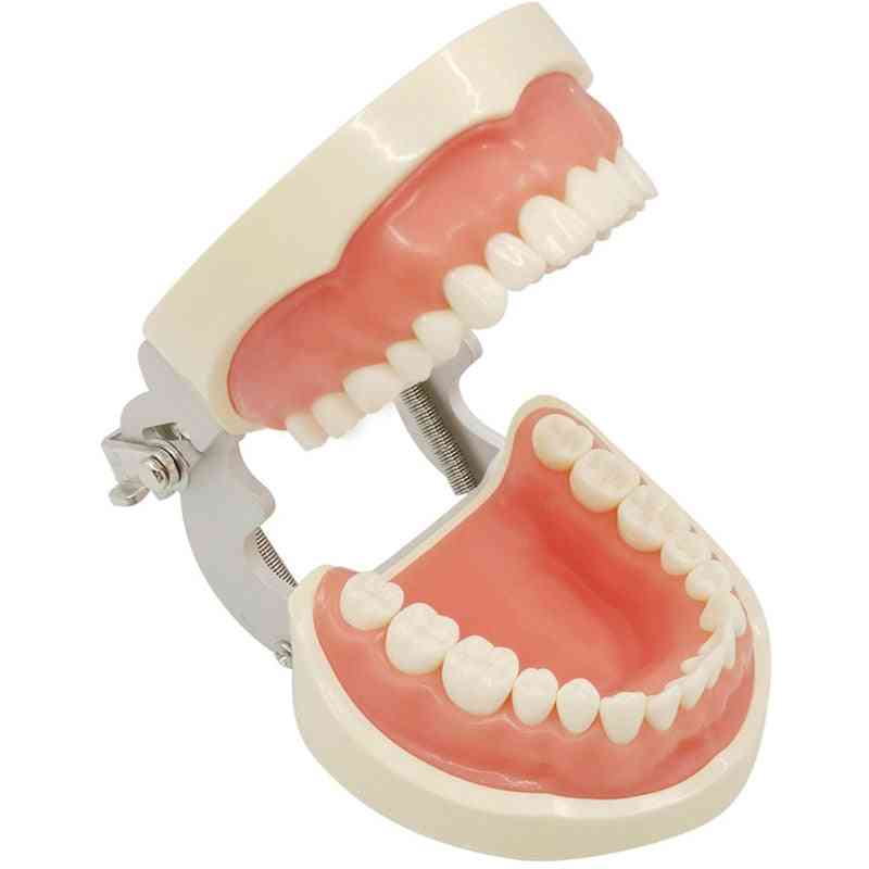32 aftagelige tandtænder, typodont model til mundtlig tandundervisning