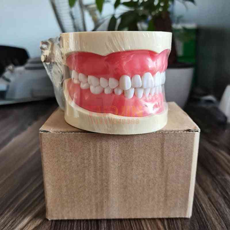 32 aftagelige tandtænder, typodont model til mundtlig tandundervisning