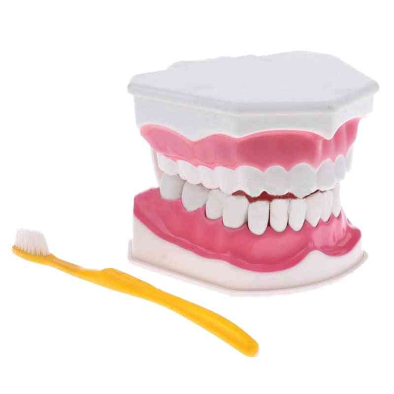 Teeth Model And Toothbrush With High-grade Teaching Model (white)