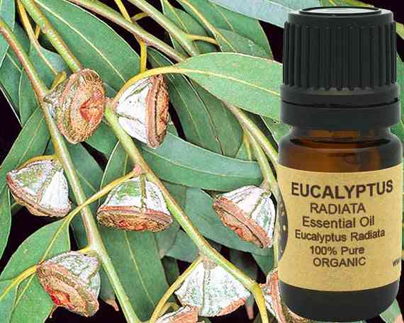 Eukalyptový éterický olej organický 15 ml