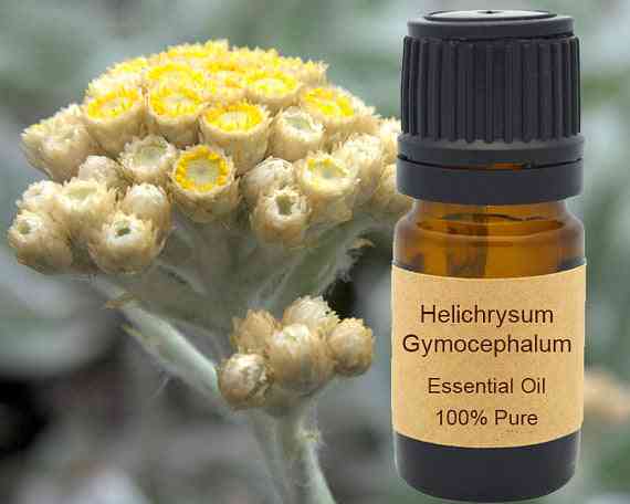 Gymocephalum Essential Oil