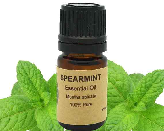 Spearmint essentiel olie 15 ml