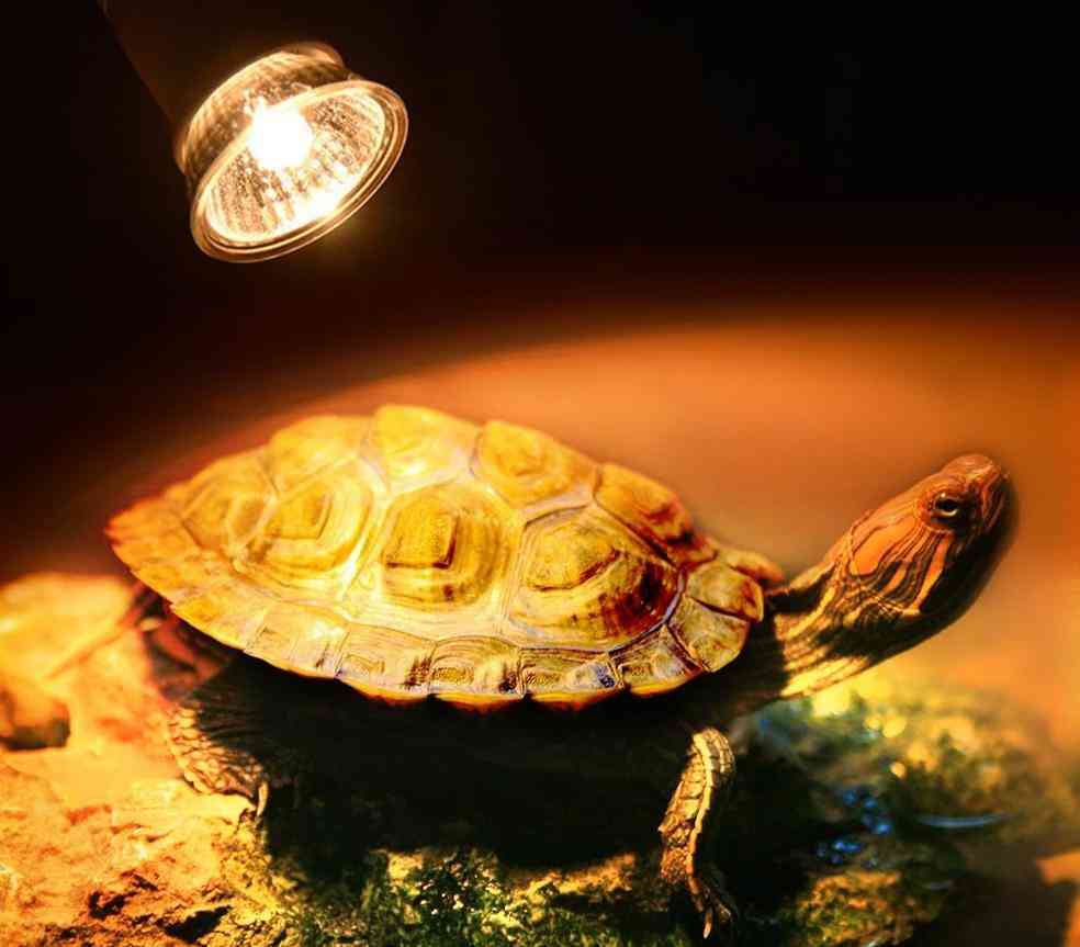Turtle Heating Lamp, Mini Pet Heat Bulb Lizards Temperature Controller Uv Light