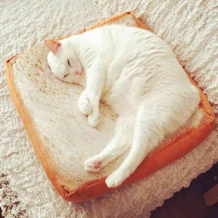 Coussin pour chat à motif de pain grillé
