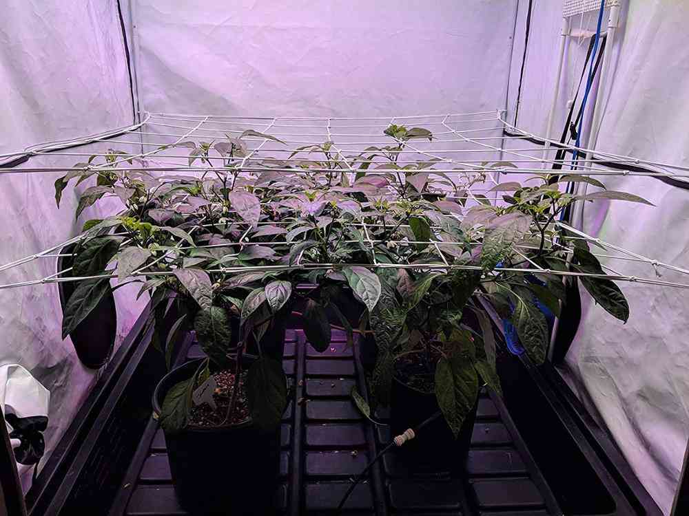Maschengitternetz Pflanzenunterstützung elastisches Netz mit Haken für Indoor Growzelte Box