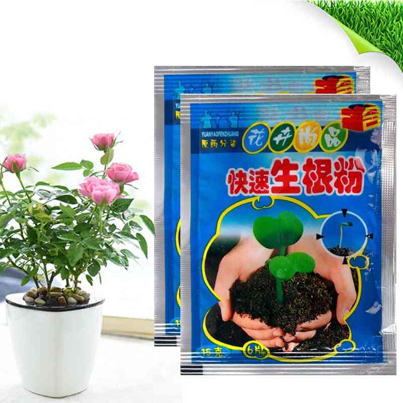 Bonsai plante- hurtig vækstrod, medicinsk hormon, regulatorer der vokser frøplanter