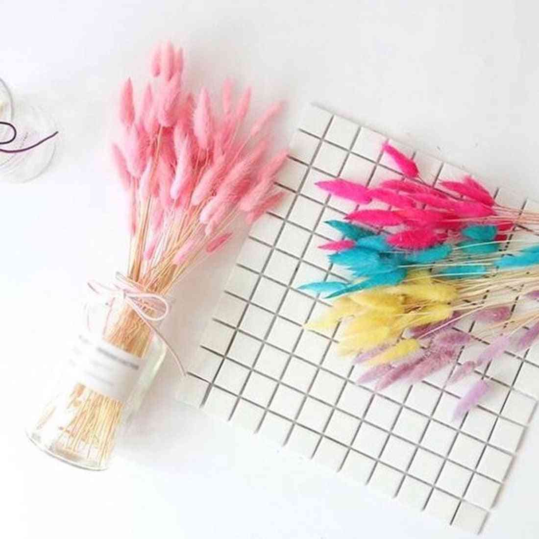 Rabbit Tail Grass Natural Dried Flowers For Home Decoration