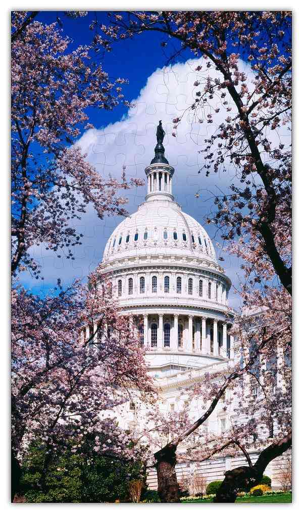 Puzzle de la capitale américaine en fleurs de cerisier