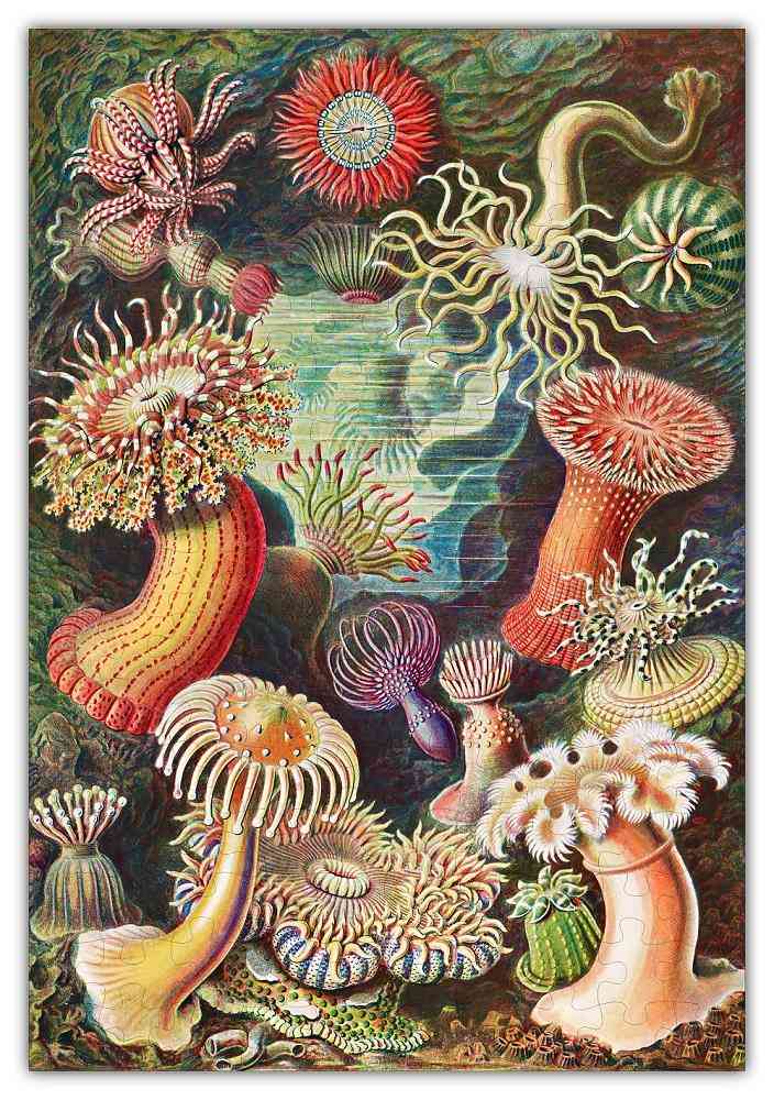 Haeckels puzzle di piante oceaniche