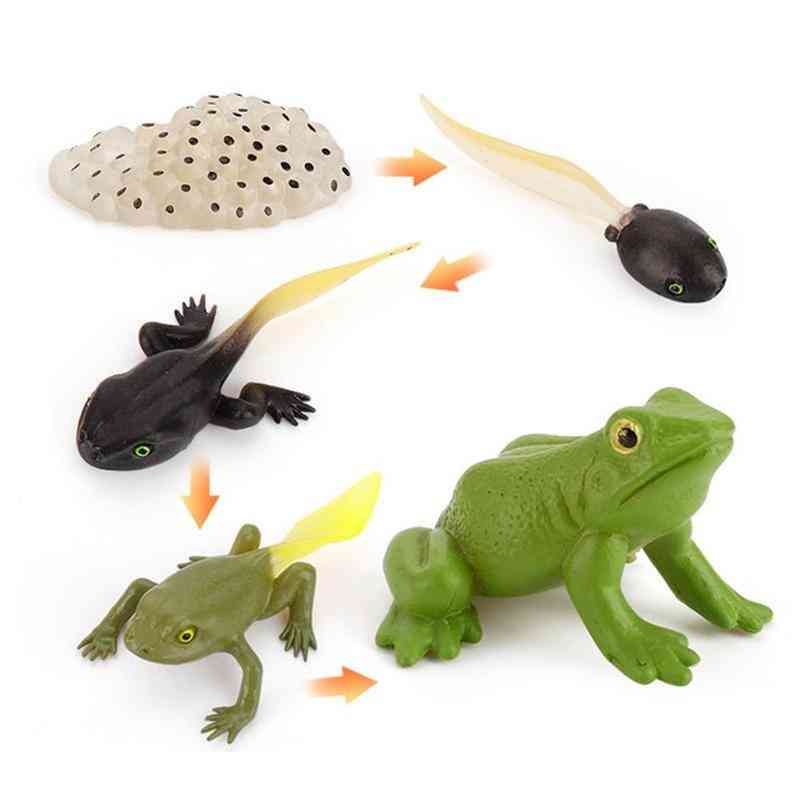 Fournitures d'éducation de la petite enfance ensemble de jouets de grenouille de cycle de vie des animaux de simulation