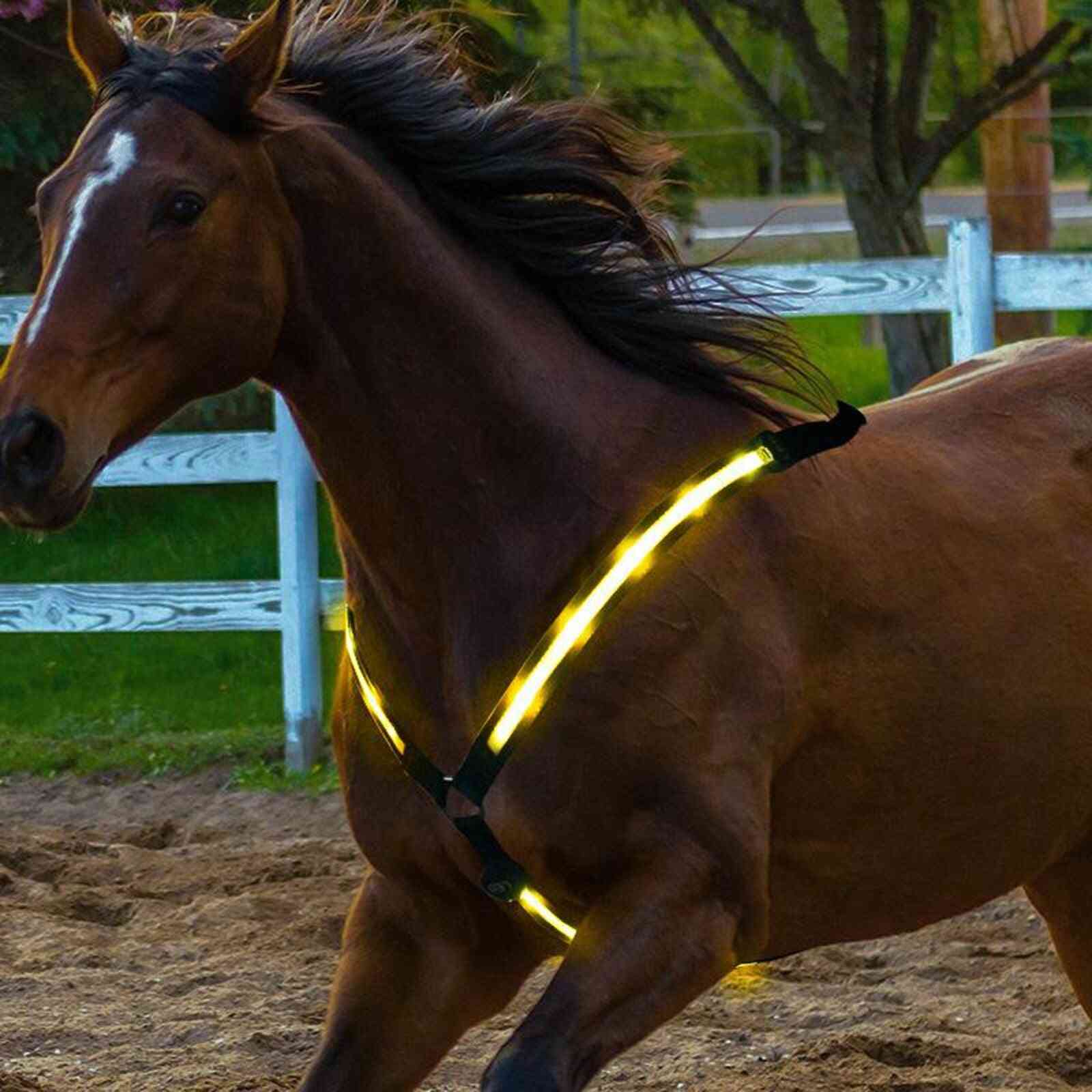 Led hest brystplade krave usb genopladelig høj synlighed tack