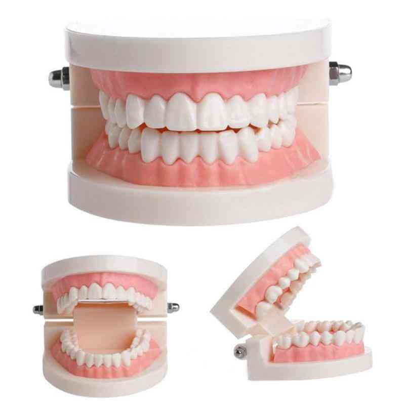 Pro Dental Study Teaching White Teeth Model