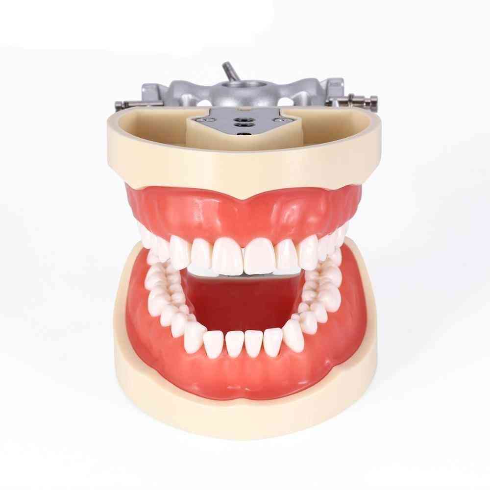 Dental Typodont Teeth Model