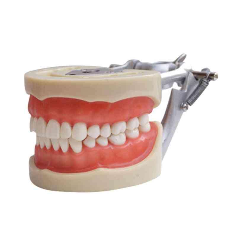 Dentist To Communicate With Patients Standard Teeth Models