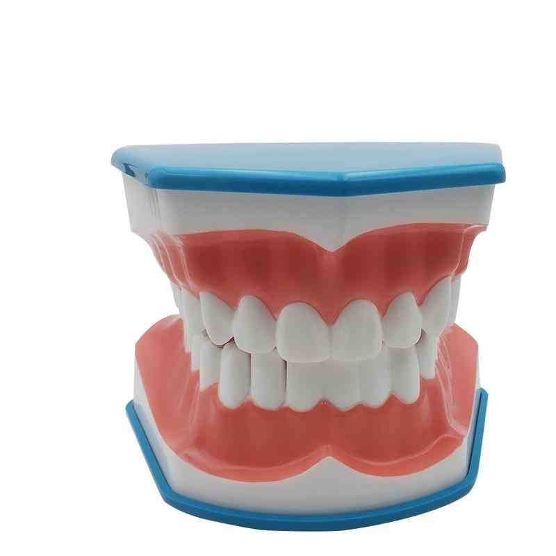 Standard Dental Teaching Model