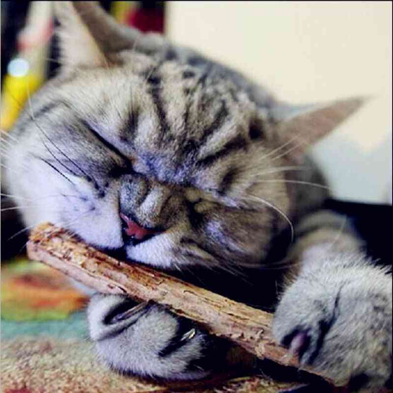 Cat Cleaning Teeth Pure Natural Catnip