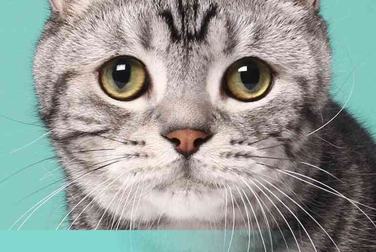 130 count våtservetter för katthundar för husdjur