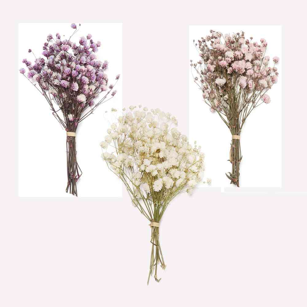 Mini Colorful Natural Real Flower, Natural Fresh Dried Preserved Flowers