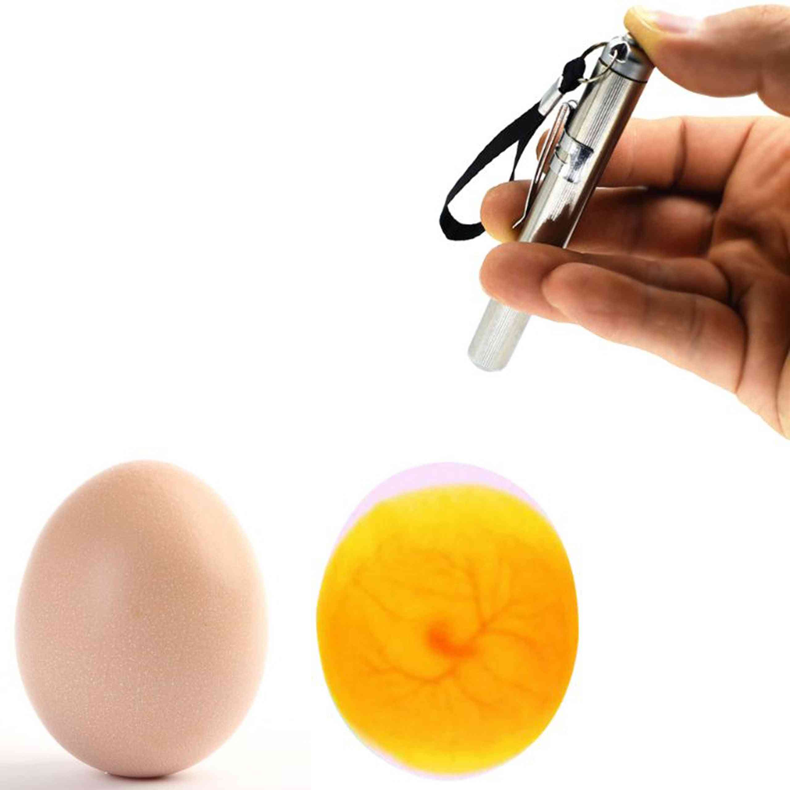 Eggtester æg lysende lampe led super koldt udstyr inkubationsværktøj