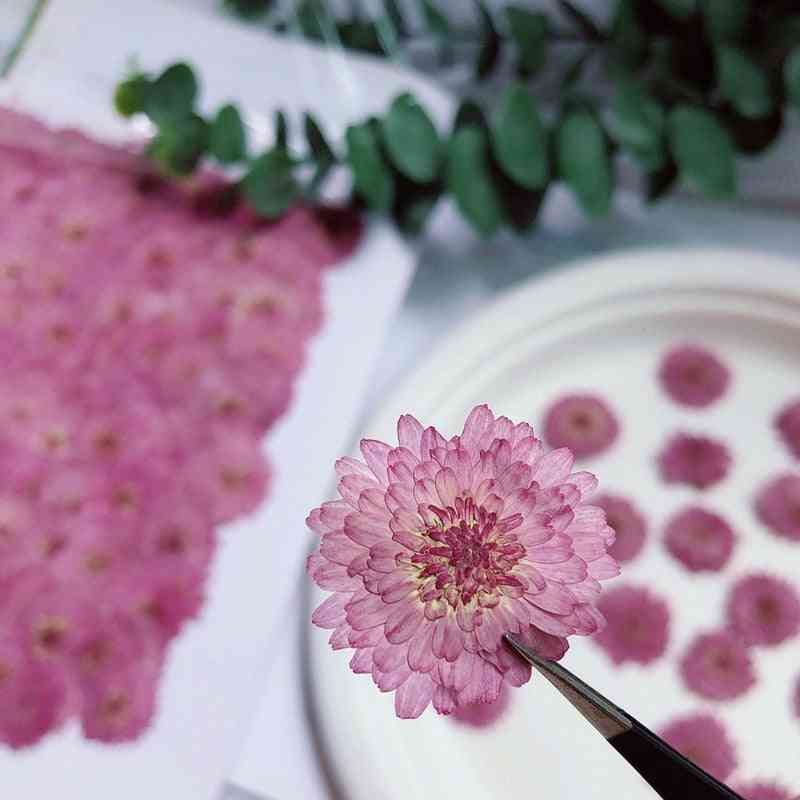 Purple Zinnia Pressed Dried Flowers For Resin