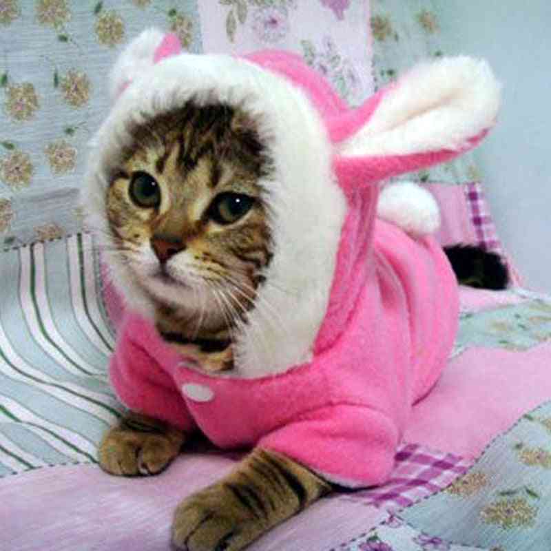 Kjæledyr katt klær maskoter kostyme klær for kjæledyr hettegensere